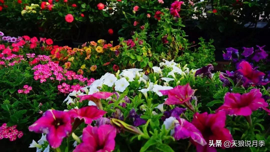 露台打造花海,她用10年改造庭院