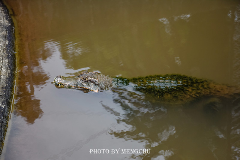 日本的哪个地方温泉最出名,日本最野的温泉