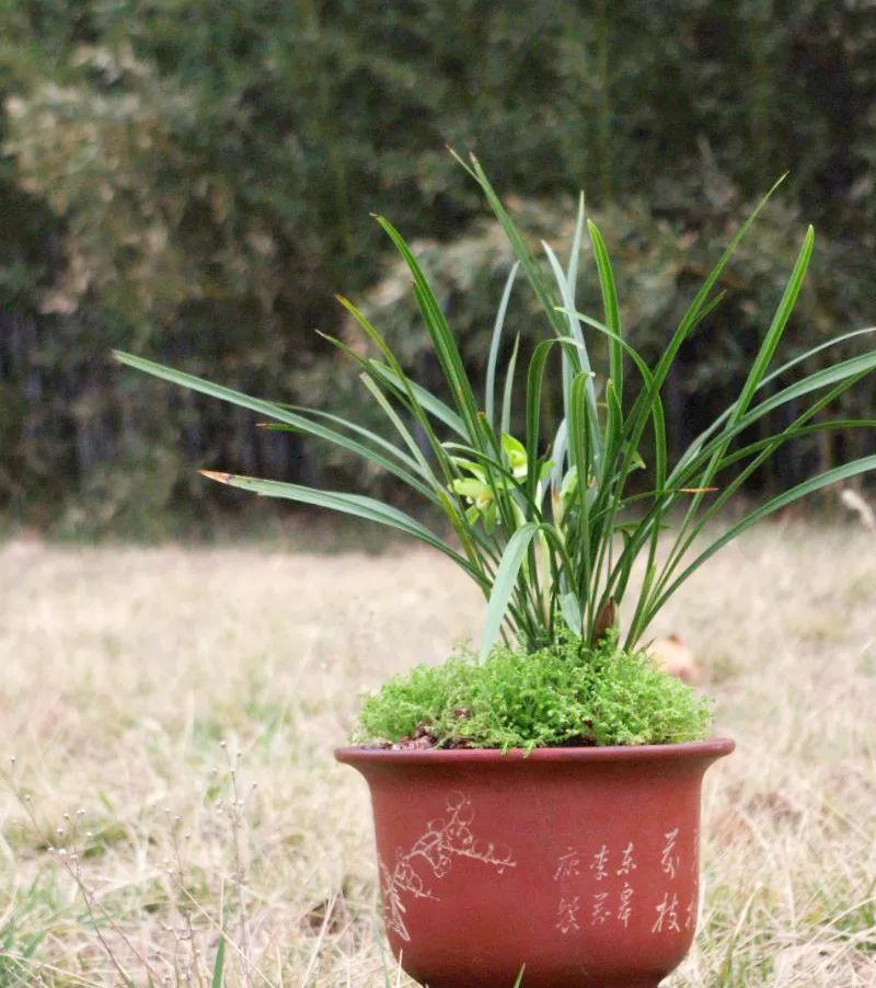 兰花的种植方法如何使其多开花,兰花开花季节可以种兰花吗