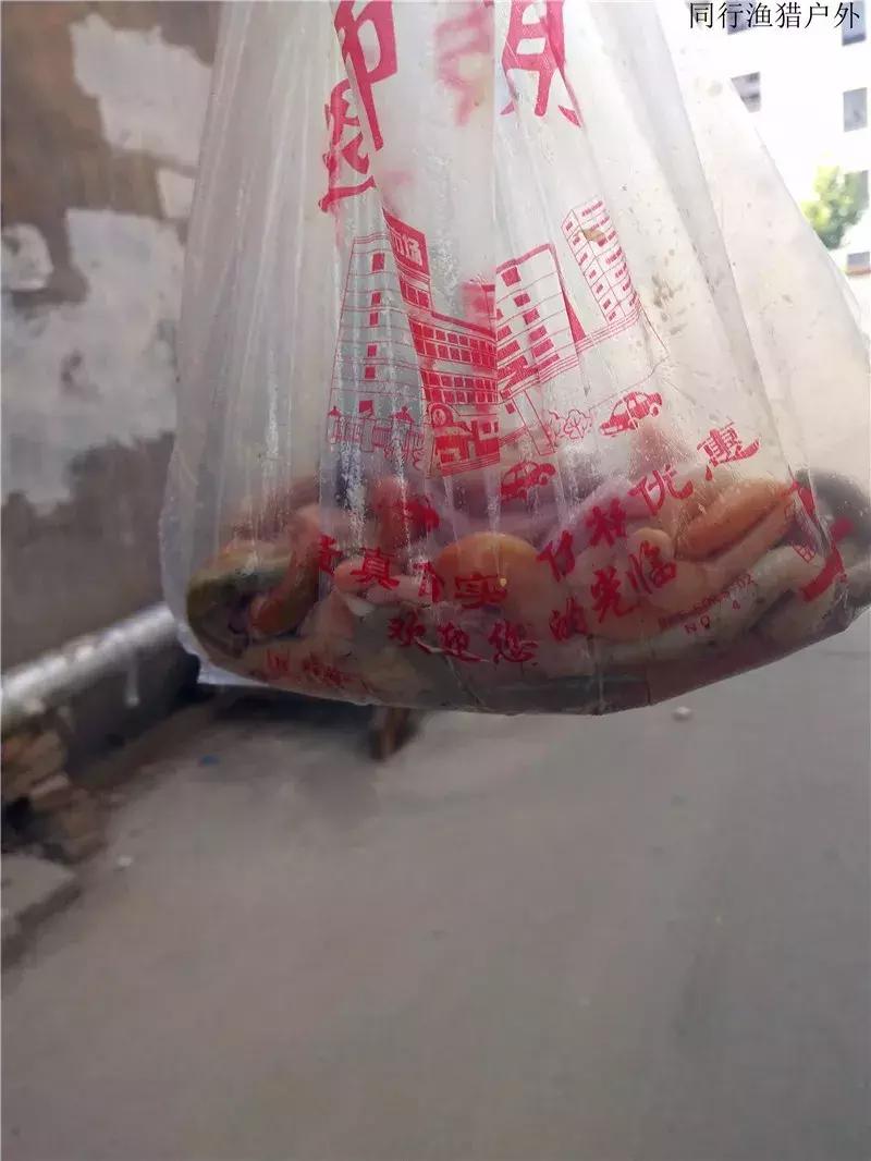 野钓笔记2018,钓龙虾日记100字