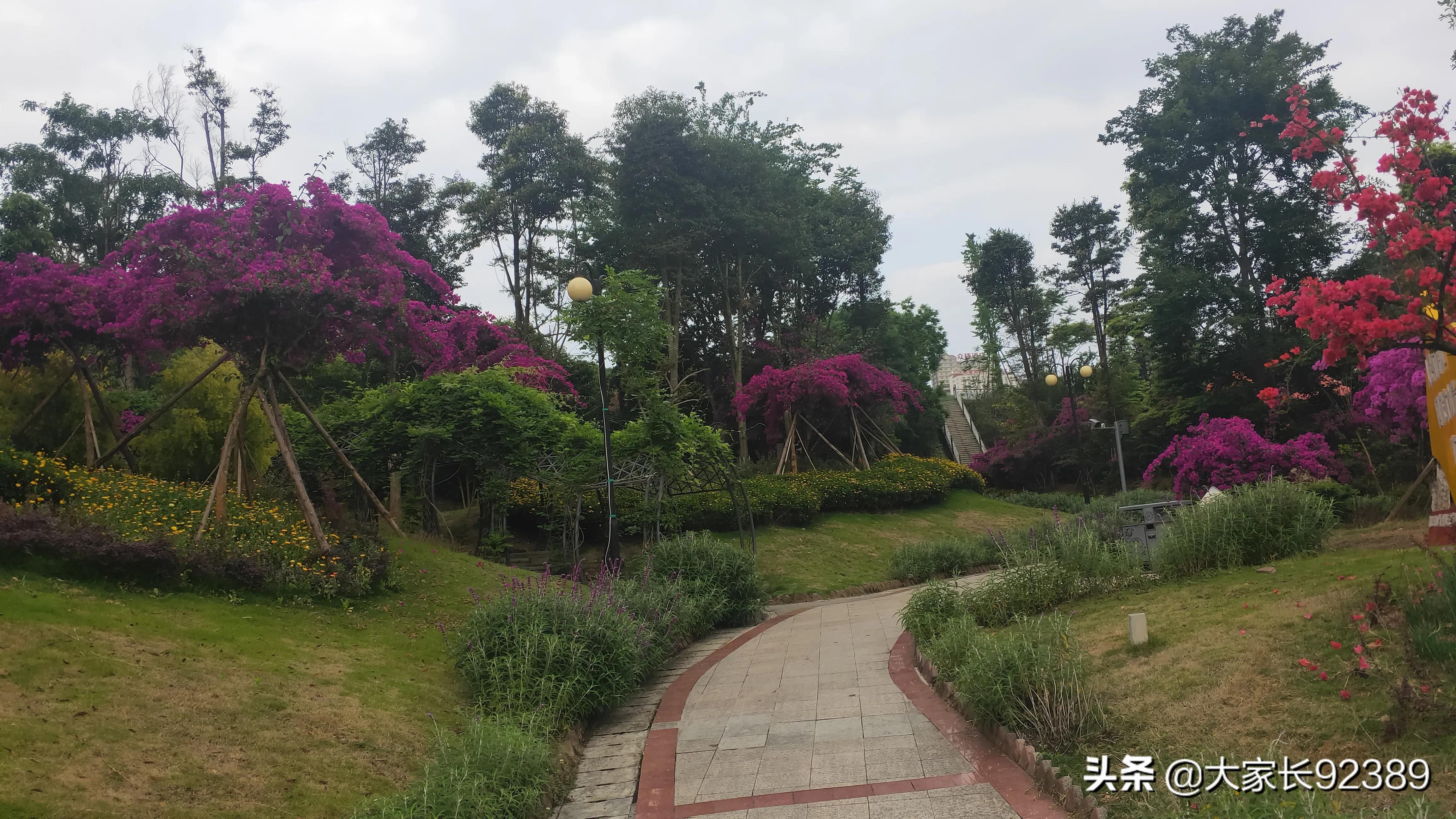 紫色的的英语,紫色的诗歌赏析