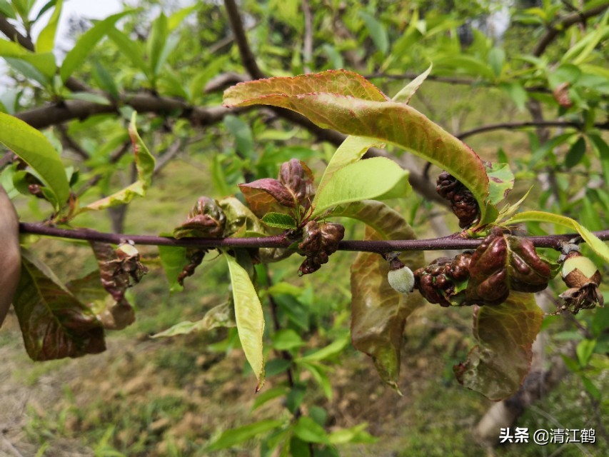 黄桃树缩叶怎么回事,黄桃树叶子萎缩