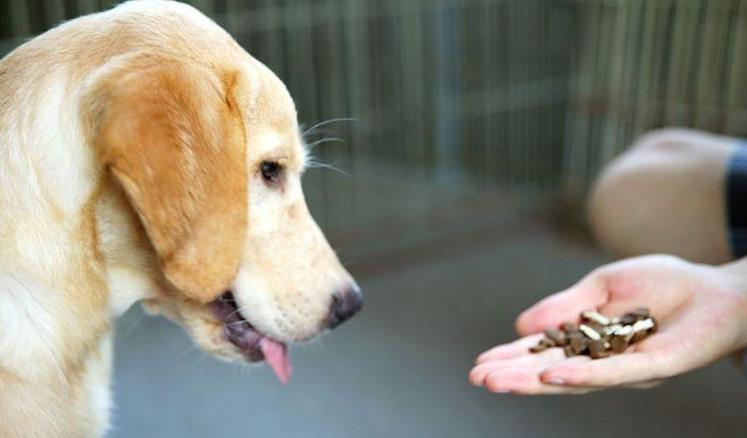 狗狗换毛季秃了,狗狗换毛期身上长斑怎么回事