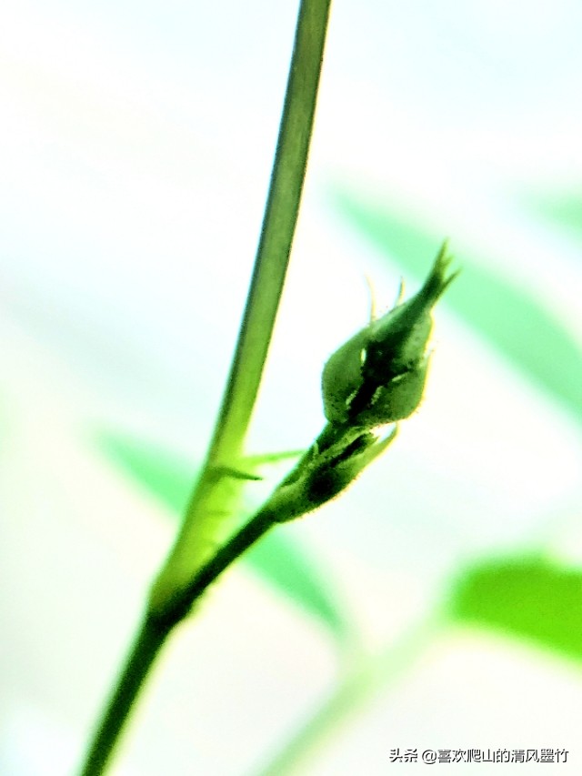 广安方坪乡，寻找传说中的朝阳洞