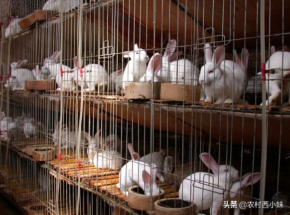 兔子耳朵怎么治,兔子耳朵痒用什么药膏