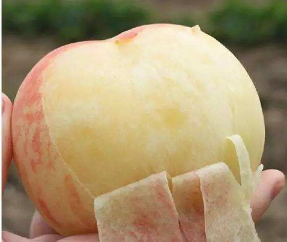 美国水果价格排行,美国水果价格大全