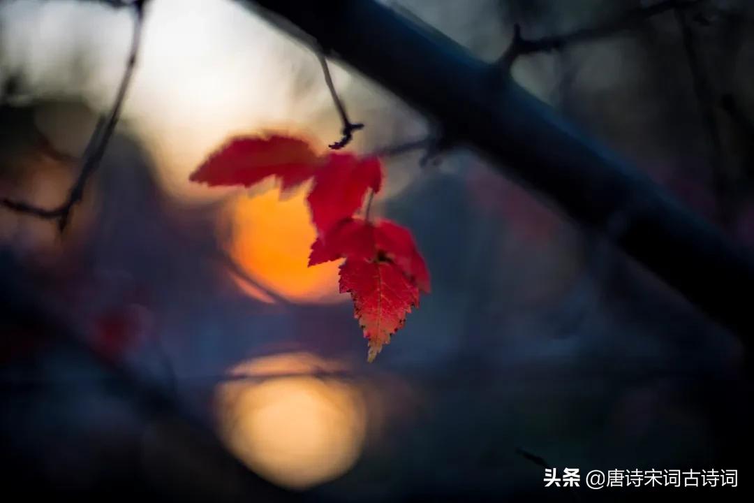 何处得秋霜拼音,何处得秋霜什么意思