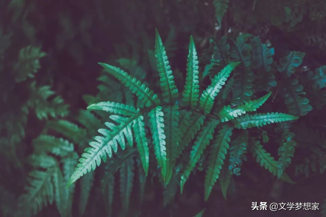 有关宝藏的优美句子,最美诗词唯美短句