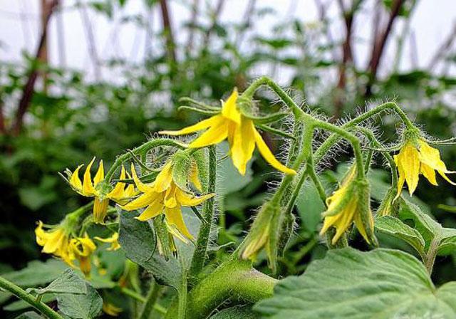 番茄药害是怎么产生的,番茄打助壮素发生药害怎么办