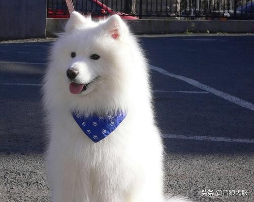 适合家庭饲养的宠物犬推荐,好饲养的小型宠物犬推荐