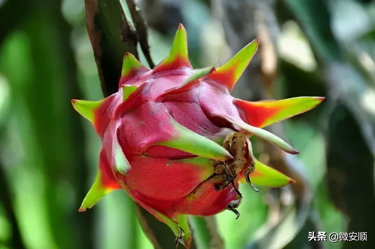 你好！我叫安顺，这是我2021最新简历