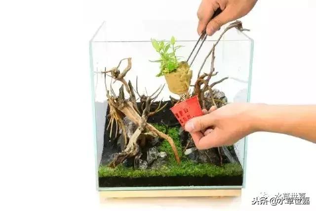 30cm小缸青龙石造景大全,30cm长缸原生溪流缸造景