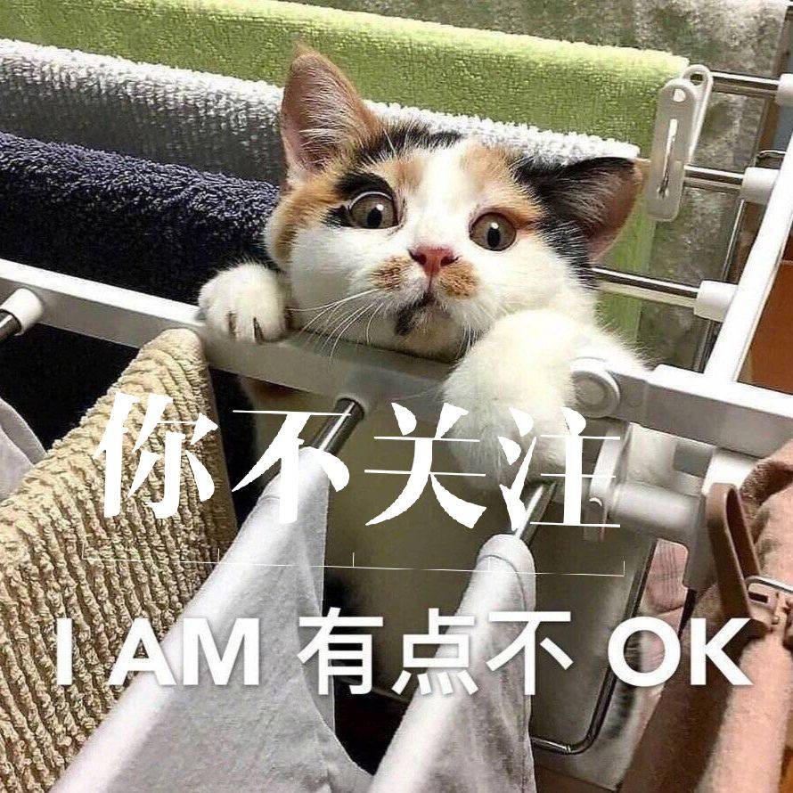 养猫怎么避免猫味,公猫有异味怎么处理