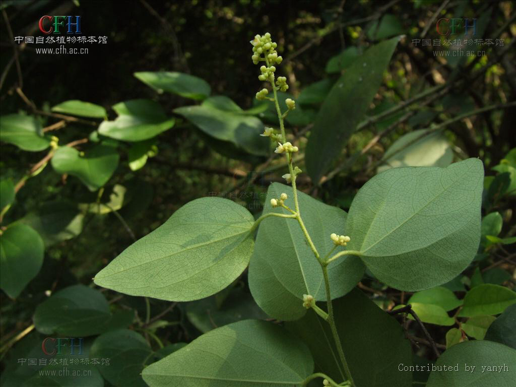 黑风散介绍,少林黑风散膏药