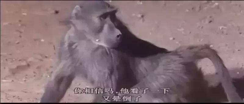 最适合让孩子看的5个纪录片,这几部高分纪录片适合孩子寒假看