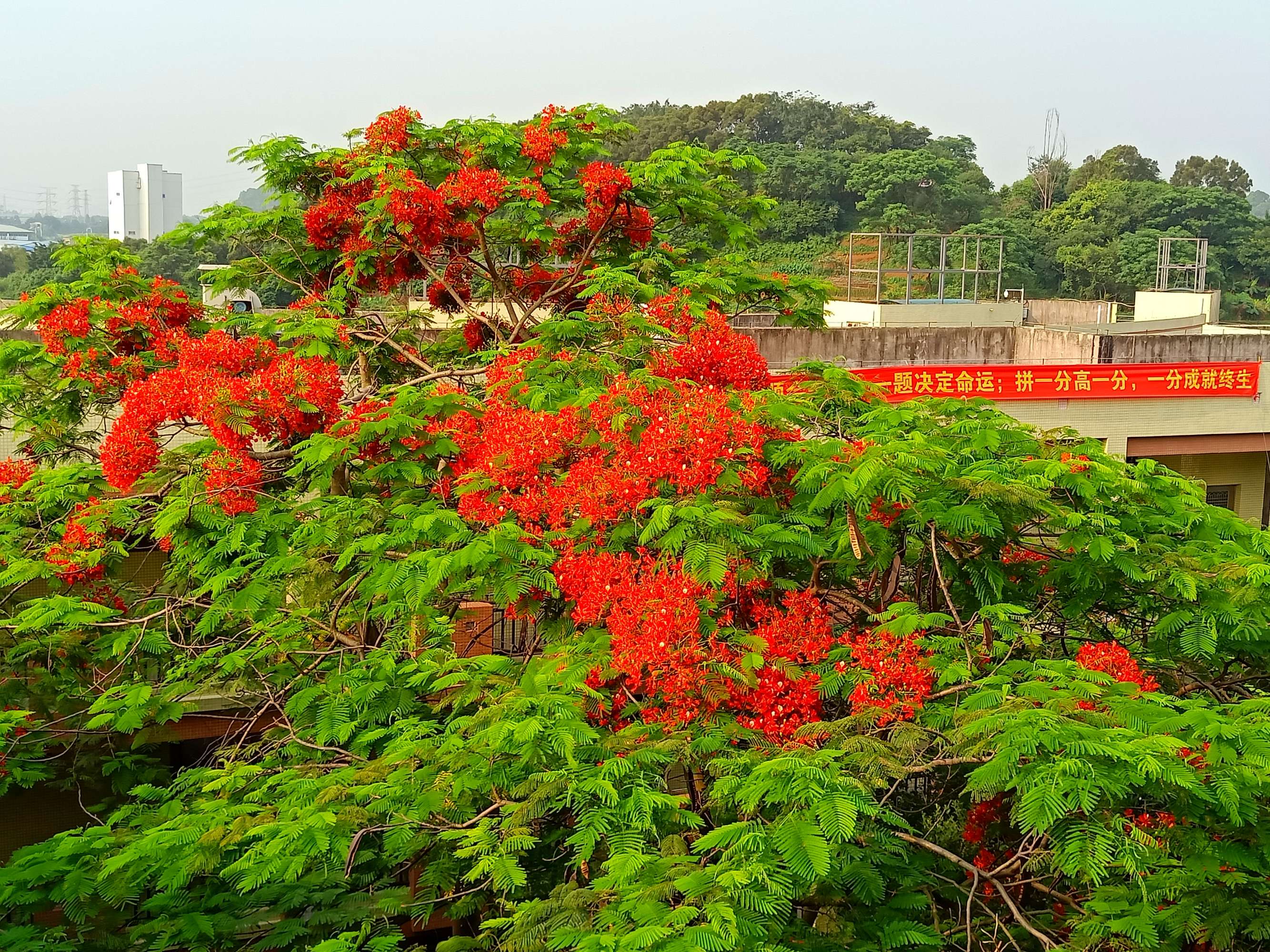 毕业季的凤凰花和栀子花,毕业季凤凰花开的时候