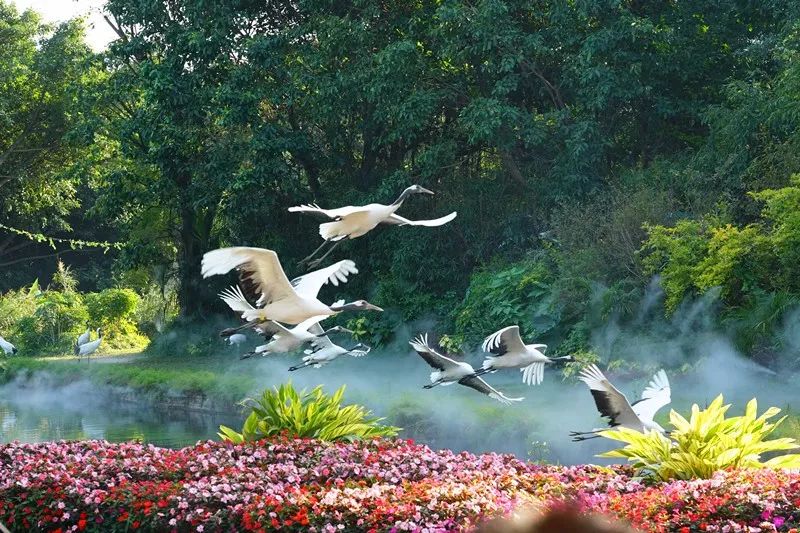 广州旅游攻略长隆动物世界,亲子游广州长隆动物园