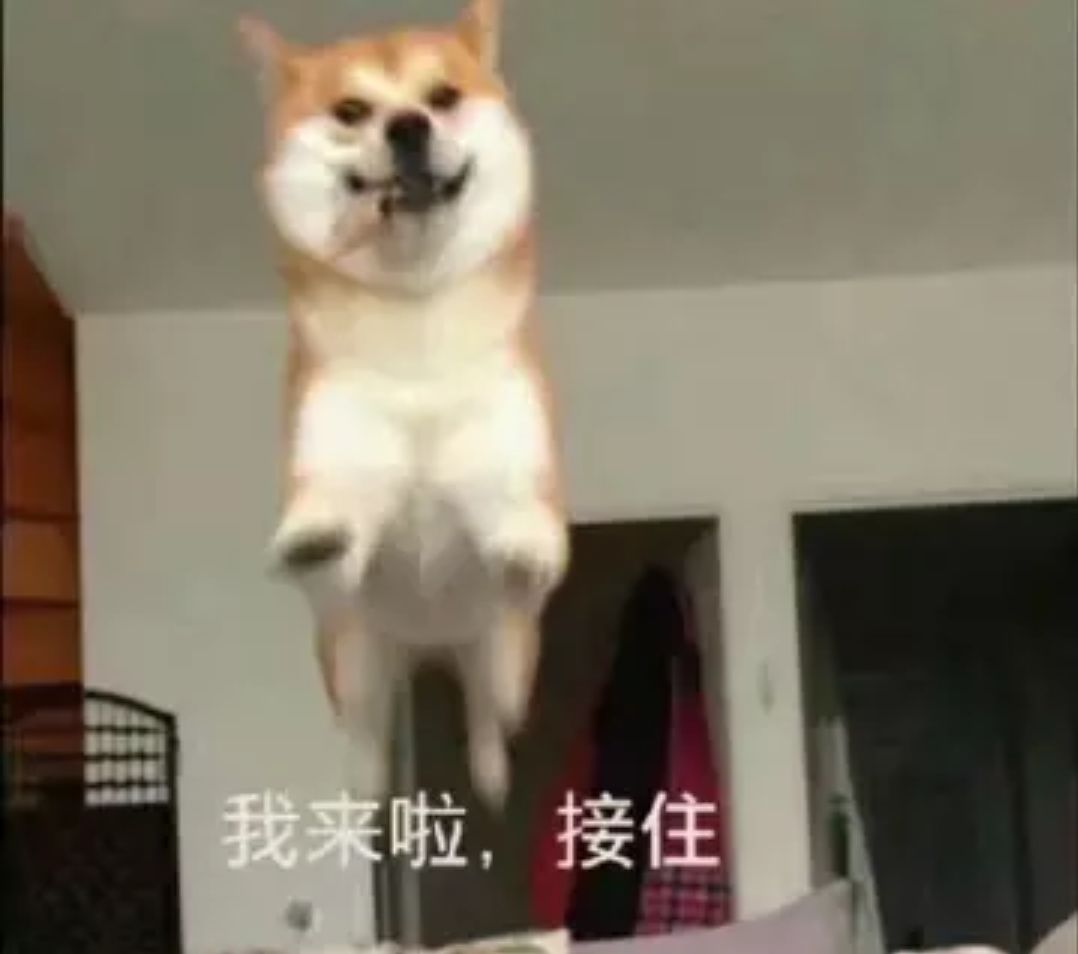 狗狗冻干肉测评,狗狗肉冻干推荐