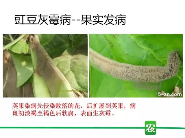 灰霉病视频图片,葡萄灰霉病和草莓灰霉病