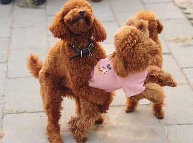 怎么辨别狗狗是怀孕还是子宫蓄脓,狗狗怎么辨别是否是死胎