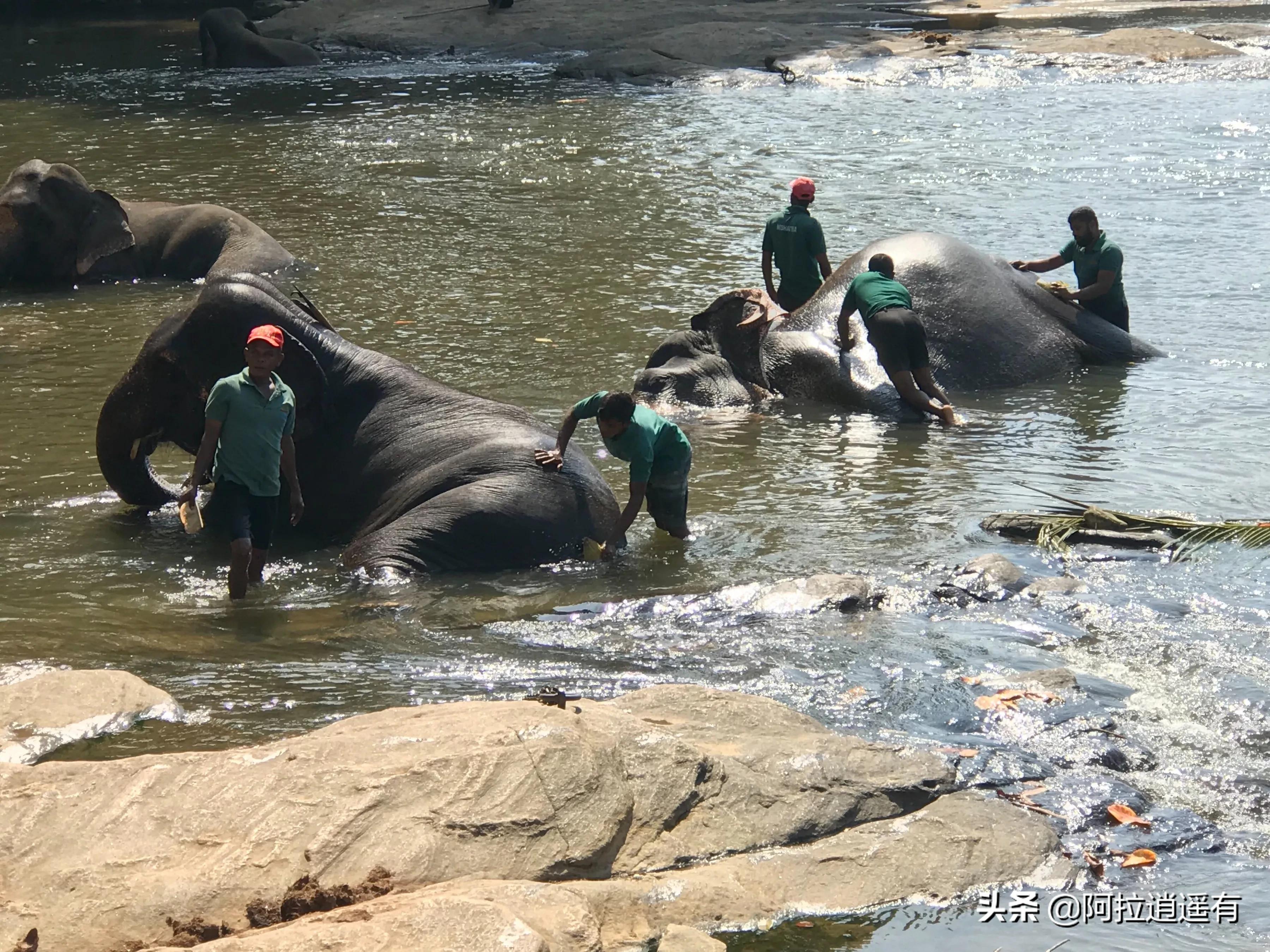 斯里兰卡大象粪便做纸,斯里兰卡大象粪便纸