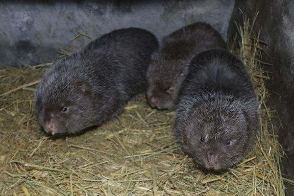 养殖致富好项目有哪些名称,有什么农村养殖致富小项目
