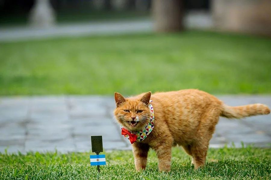 争当懂球帝，动物“神棍”C位出道