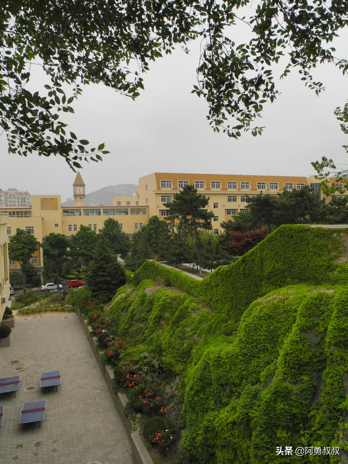 青岛二中2019高考成绩,经验分享大学专业