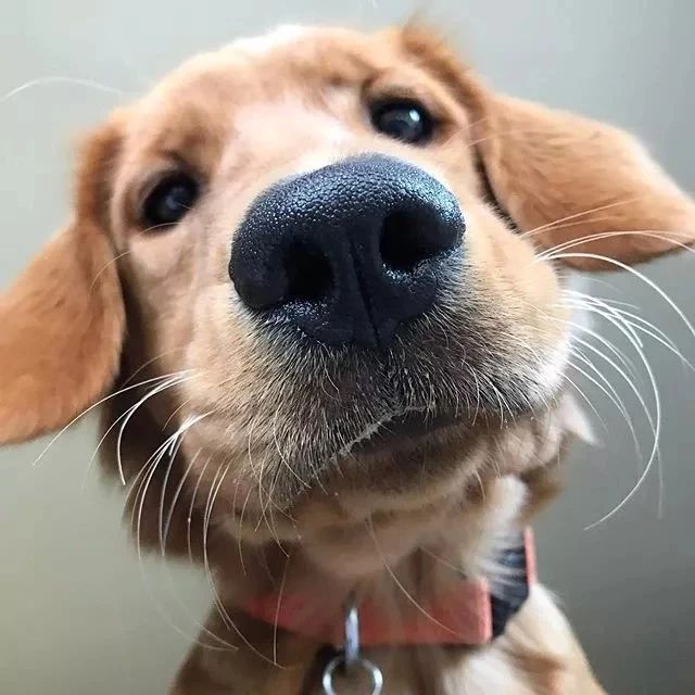 20个关于狗狗的冷知识，99.99%的铲屎官都不知道