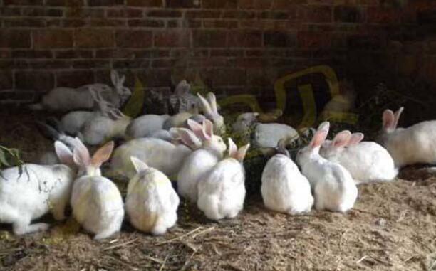 肉兔养殖最好方法,肉兔高效养殖新技术视频教程