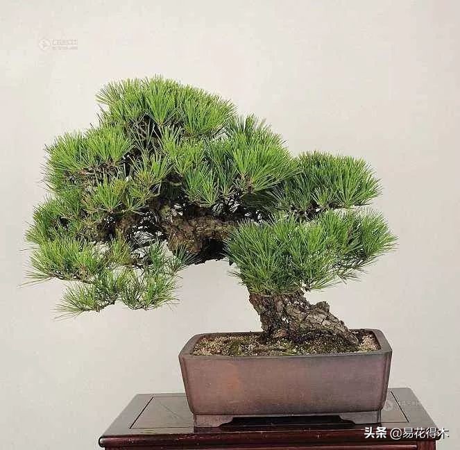 黑松盆景经典造型,日本黑松盆景培养技术