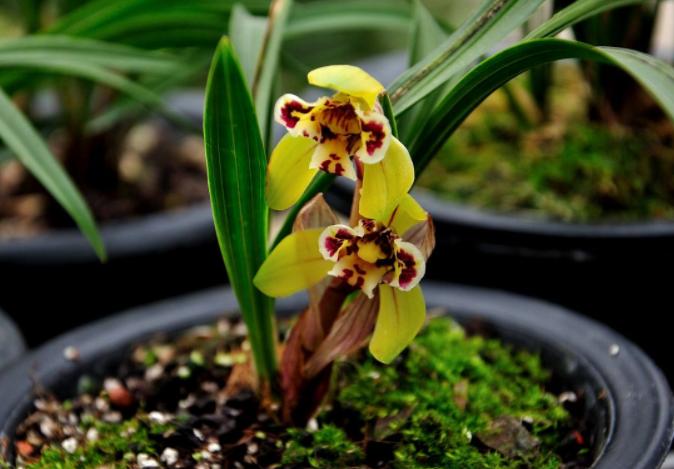 养兰花最后用什么植料,兰花根系最好养的方法