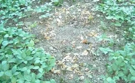 以防为主，综合防治，防好人参“五病一虫”，才能夺高产