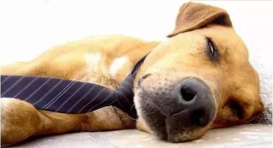 狗狗可以药物绝育吗,女狗狗该不该做绝育