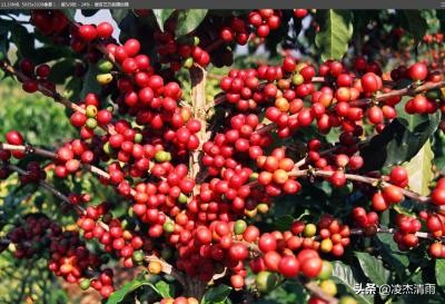 中国水果之乡,宾川水果之乡