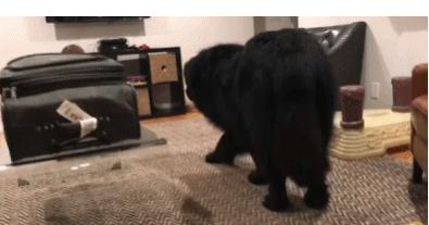 寿命最长的五种狗排行榜,世界上寿命最短的狗