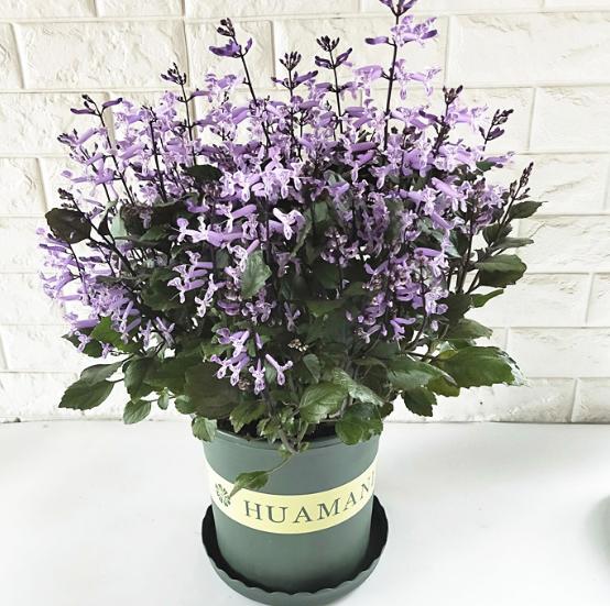 衣草的种植方法和注意事项图片,紫色薰衣草怎么养护好看