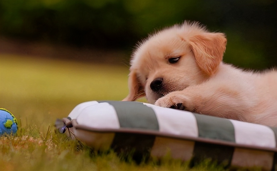 小狗带回来要注意些什么,小狗刚抱回注意事项