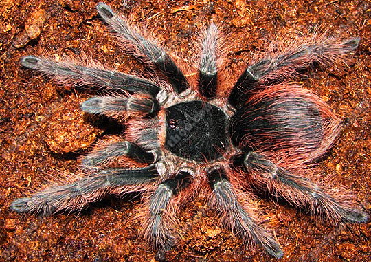 在野外奇形怪状的蜘蛛,各种宠物蜘蛛图片