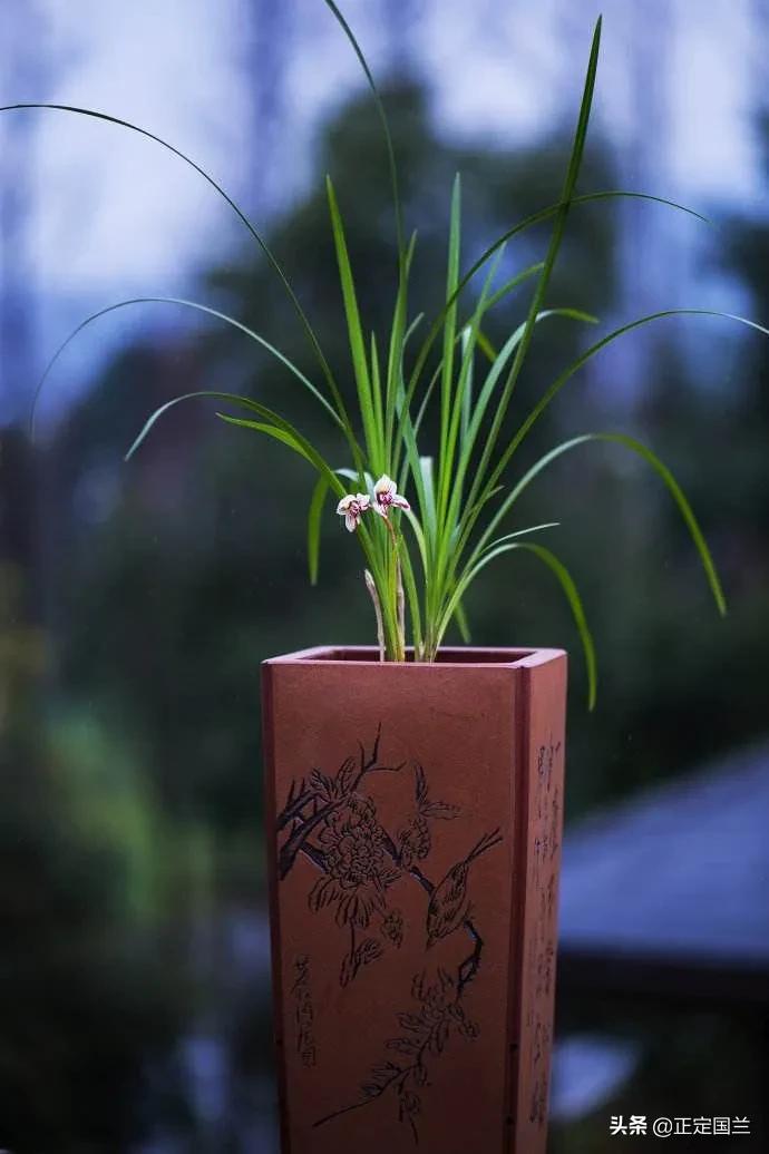 为什么兰花被称为国兰,为什么兰花又叫国兰