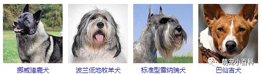 狗狗品种分类大全,狗狗品种鉴定