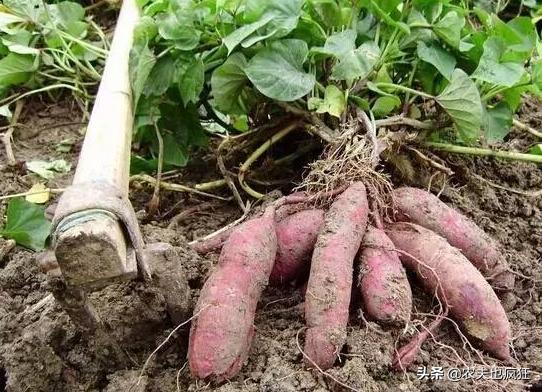 几月份栽种红薯,现在栽红薯早吗?5句种红薯的农谚,句句实用