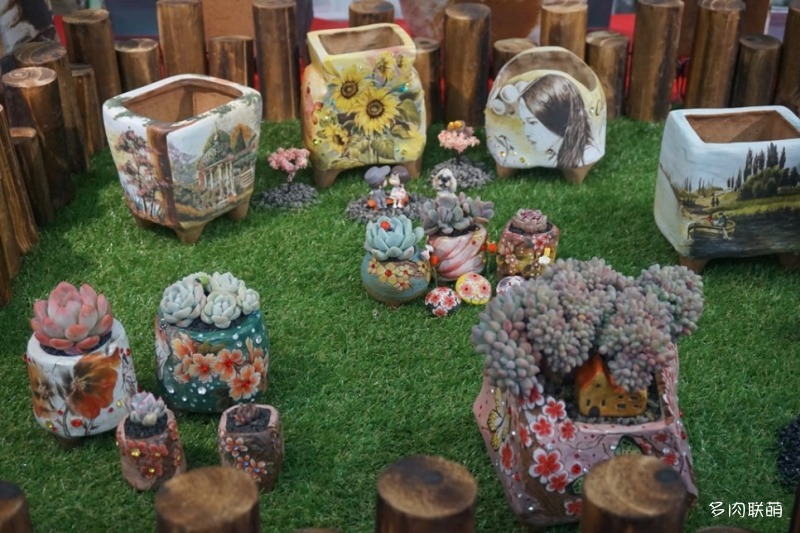 多肉欣赏桃美人,多肉植物欣赏