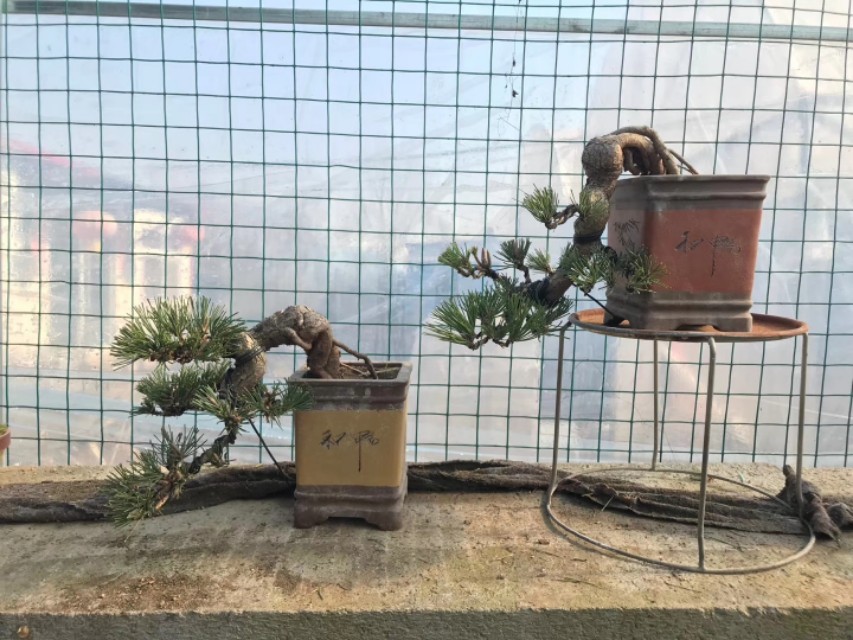 黑松矮霸制作过程 (黑松盆景拥有顽强的生命力)