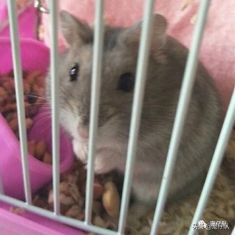 给可爱的小猫找靠谱的领养,给小动物找个家