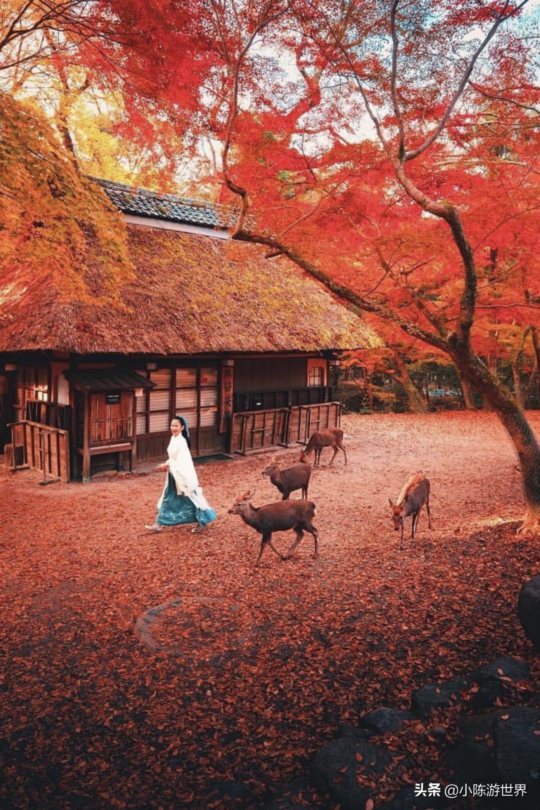 日本赴华旅行,日本赴中国旅游