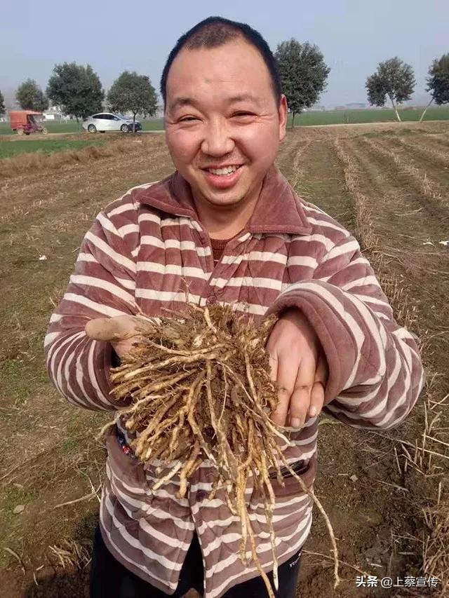 上蔡“芦笋大王”让贫困户抱上“聚宝盆”!