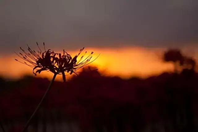 百川论道｜晋惠帝