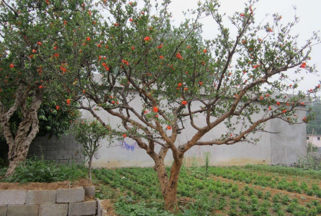 葡萄树冬天发芽了怎么办,葡萄树冬天11月份发芽怎么办