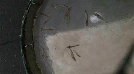 白对虾肌肉白浊怎么防治,对虾肌肉轻微白浊是什么原因